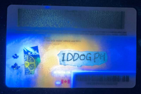 Alberta Fake ID